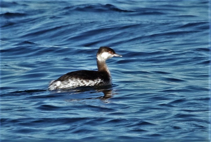 First-winter Slavonian Grebe, Clifford Hill GP, 28th November 2016 (Alan Coles)
