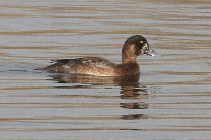 First-winter Scaup, Stanford Res, 30th November 2016 (Bob Bullock). Grey scapulars, the diffuse white surround to the bill and a greenish tinge to the head suggest this is a male.