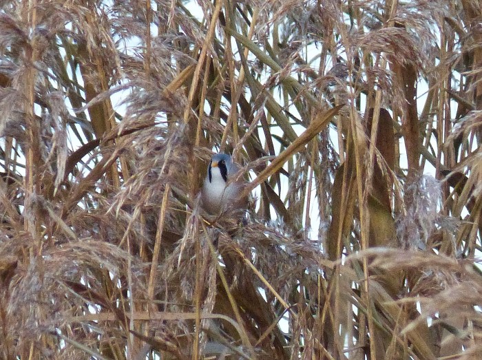 Male Bearded Tit, Stanwick GP, 14th December (Geof Douglas)