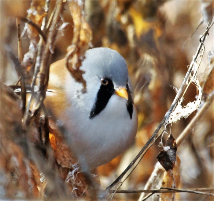 Male Bearded Tit, Stanwick GP, 5th December 2016 (Alan Coles)