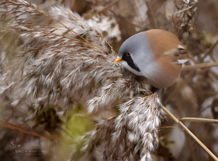 Male Bearded Tit, Stanwick GP, 9th December 2016 (Simon Wantling)