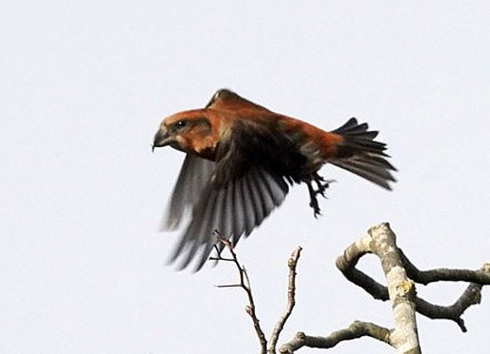 Male Crossbill, Fineshade Wood, 13th December 2016 (Roger Eads)