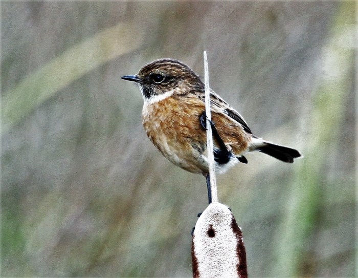 Male Stonechat, Summer Leys LNR, 9th December 2016 (Alan Coles). This species is enjoying a 'good' winter locally, with many records in the period including a maximum of 5+ at Hollowell Res on 9th.