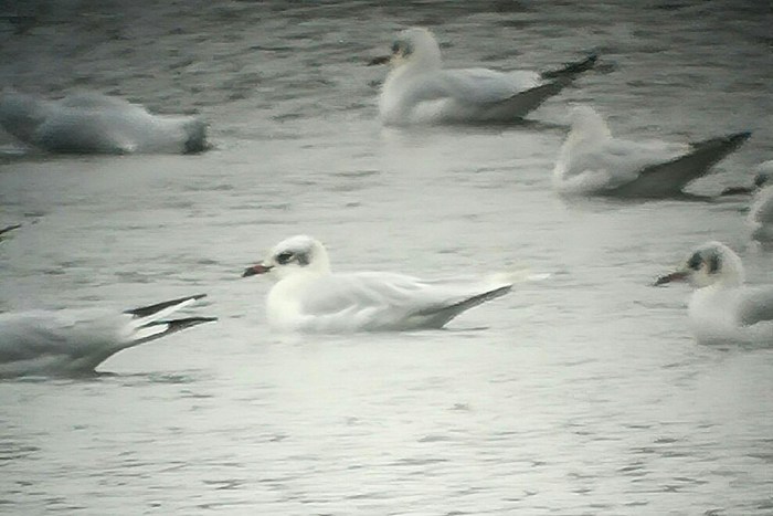 Third-winter Mediterranean Gull, Daventry CP, 19th December 2016 (Gary Pullan)