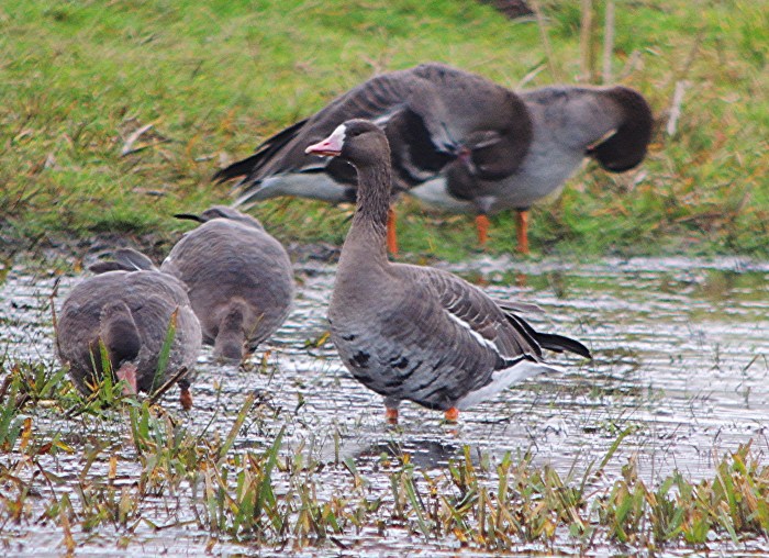 White-fronted Geese, Whiston, 21st December 2016 (Mike Alibone)