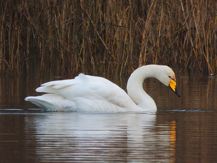 Whooper Swan, Sywell CP, 18th December 2016 (Mike Alibone)