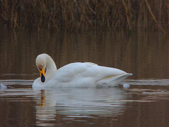 Whooper Swan, Sywell CP, 18th December 2016 (Mike Alibone)