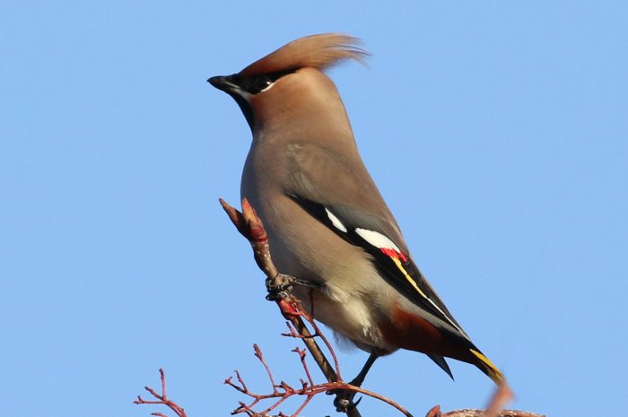 First-winter male Waxwing, Woodford Halse, 26th December 2016 (Bob Bullock)