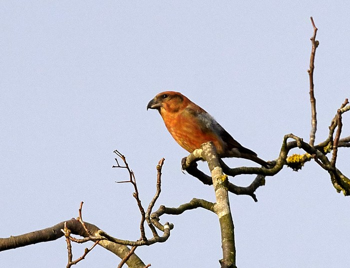Male Crossbill, Fineshade Wood, December 2016 (Roger Eads)