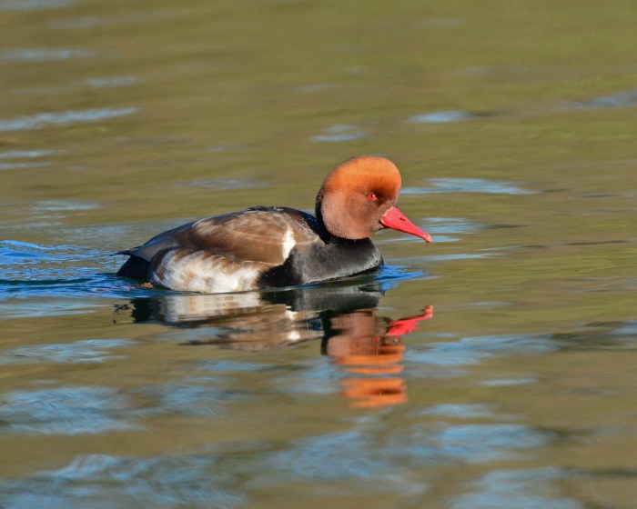 Red-crested Pochard, Pitsford Res, 21st January 2017 (Clive Bowley)