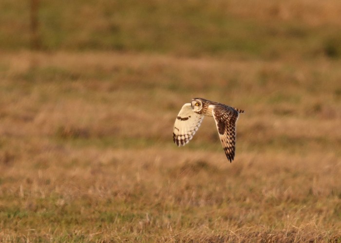 Short-eared Owl, Finedon, 2nd January 2017 (Mark Tyrrell)