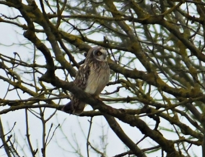 Short-eared Owl, Neville's Lodge, Finedon, 18th January 2017 (Doug Goddard). One of four long-staying individuals wintering in this area.