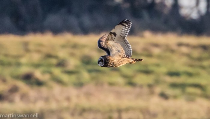 Short-eared Owl, Neville's Lodge, Finedon, 29th December 2016 (Martin Swannell)