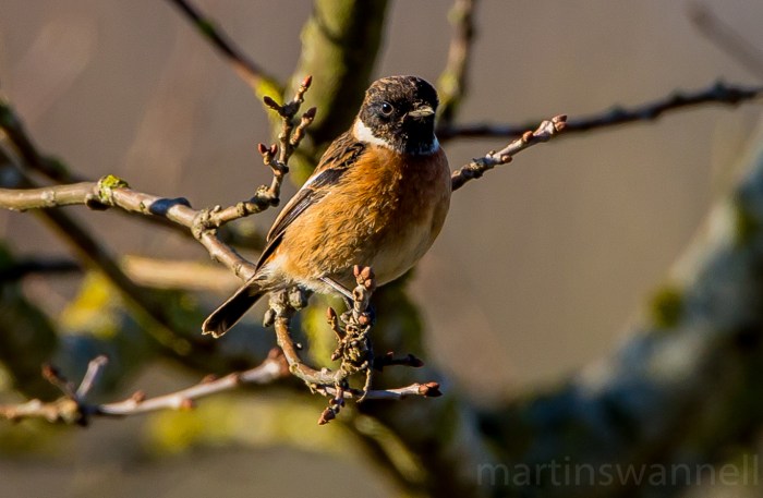 Stonechat, Blueberry Farm, Maidwell, 20th January 2017 (Martin Swannell). A maximum site count of six came from Hollowell Res during the week.