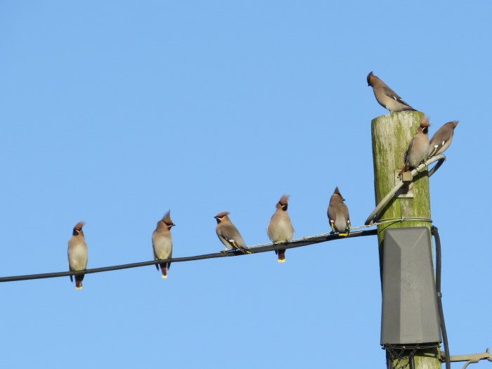 Waxwings, Roade, 2nd January 2017 (Simon Hales)