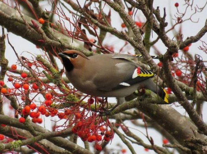 Waxwing, Kettering, 11th January 2017 (Alan Francis)