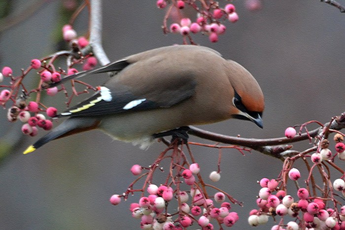 Waxwing, Kettering, 14th January 2017 (Stuart Mundy)