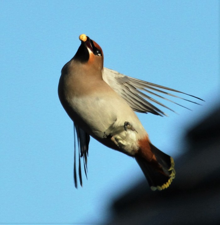 Waxwing, Roade, 2nd January 2017 (Alan Coles)