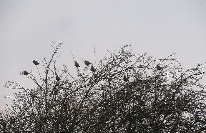 Waxwings, Broughton, 26th January 2017 (Jon Lyles)