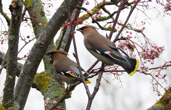 Waxwings, Kettering, 13th January 2017 (Geof Douglas)