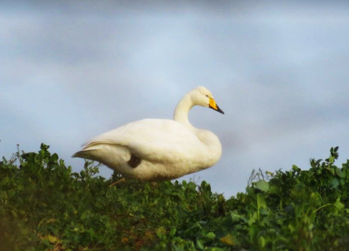Whooper Swan, Sywell CP, 17th January 2017 (Alan Francis)
