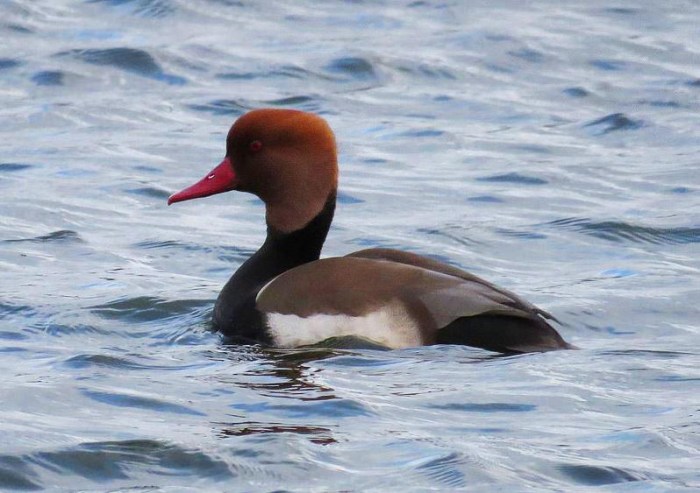 Drake Red-crested Pochard, Wicksteed Park Lake, 23rd February (Alan Francis)