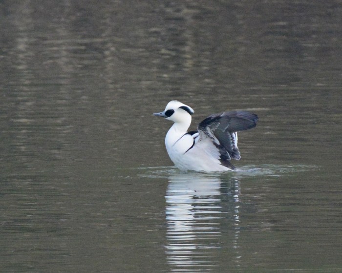 Drake Smew, Pitsford Res, 6th February 2017 (Clive Bowley)