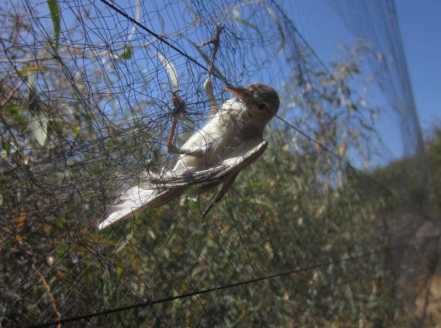 This Eastern Olivaceous Warbler is just one of the millions of illegally killed birds in the Mediterranean basin each year (Photo: BirdLife Cyprus)