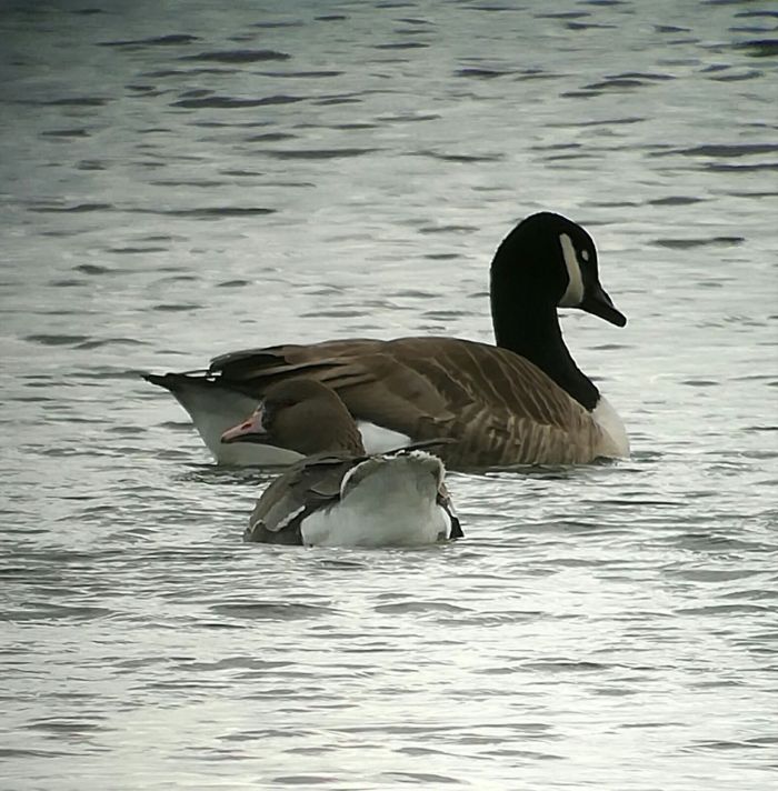 First-winter Eurasian White-fronted Goose, Daventry CP 20th February 2017 (Gary Pullan)