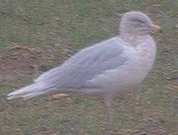 glauc