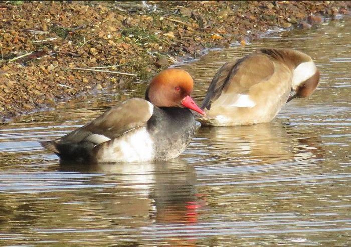 Red-crested Pochards, Pitsford Res, 16th February 2017 (Alan Francis)