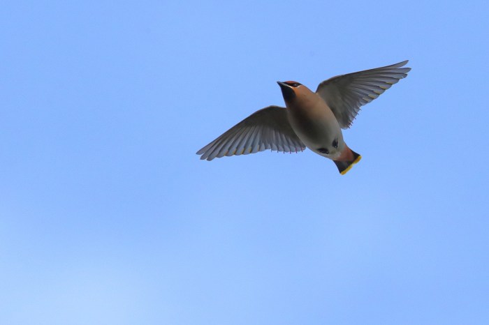 Waxwing, Kettering, 3rd February 2017 (Mark Tyrrell)