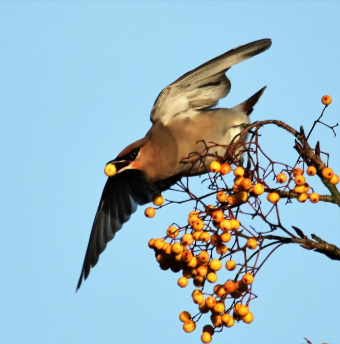 Waxwing, Sywell, 3rd February 2017 (Alan Coles)