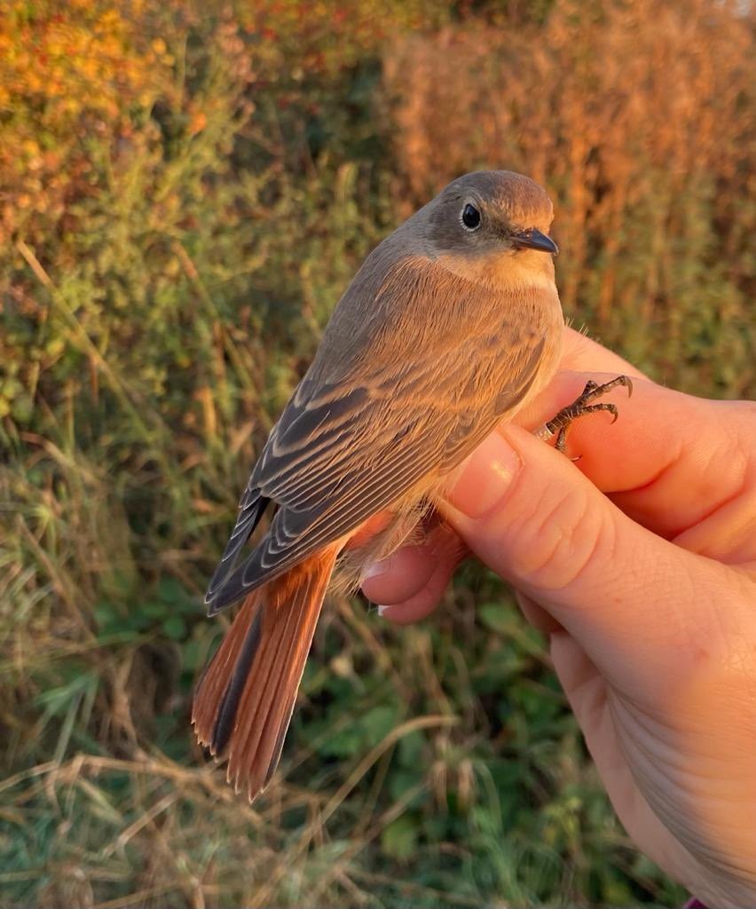 Common Redstart, Stanford Res, 11th October 2022 (Chris Hubbard)