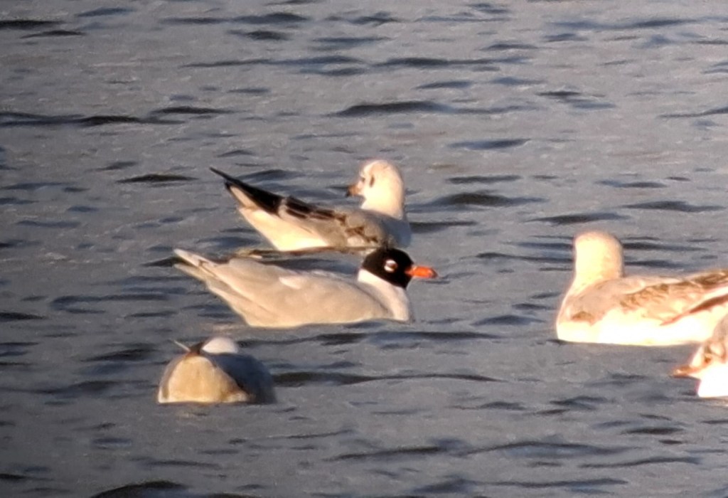 Second-summer Mediterranean Gull, Boddington Res, 12th March 2025 (Gary Pullan)