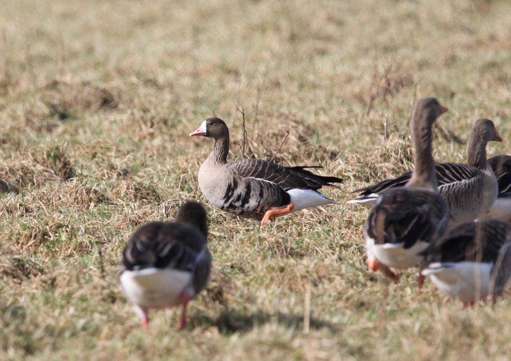 White-fronted Goose, Earls Barton GP, 9th March 2025 (Phil West)