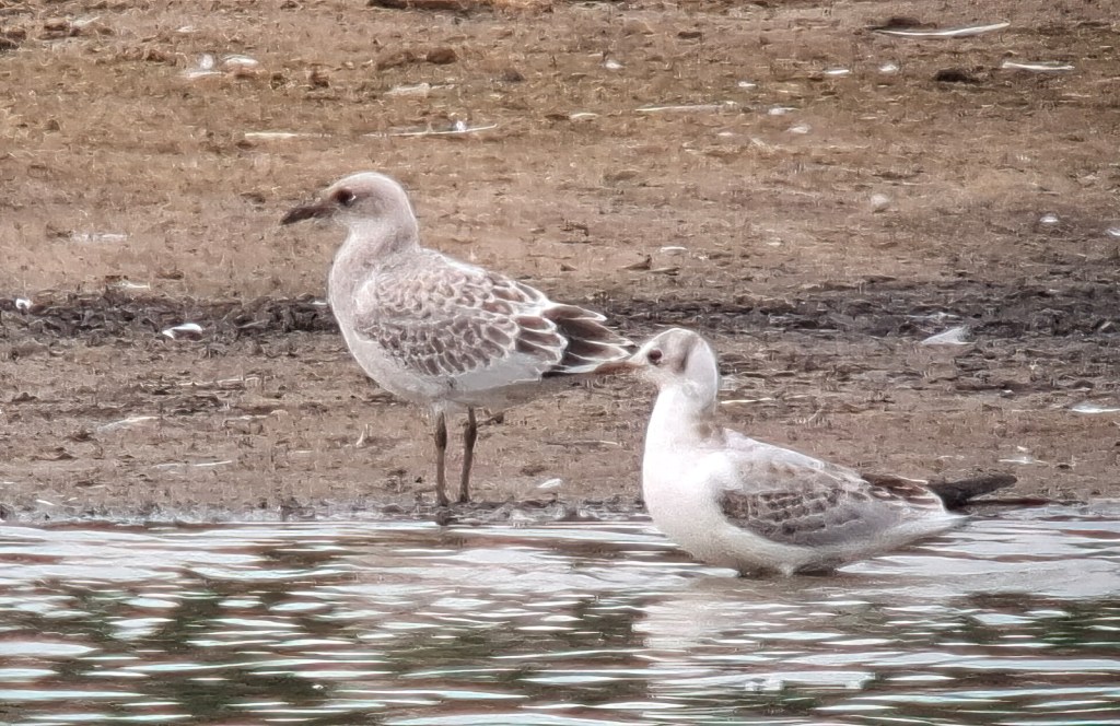 Juvenile Mediterranean Gull, Boddington Res, 23rd July 2025 (Gary Pullan)