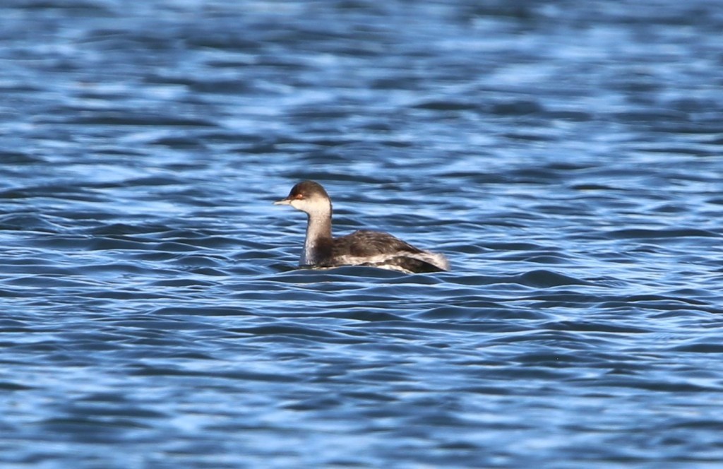 Black-necked Grebe, Pitsford Res, 30th November 2025 (Phil West)